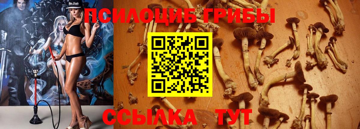 Галлюциногенные грибы Psilocybine cubensis Балахна